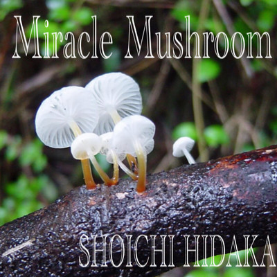 Miracle Mushroom/日高昇一