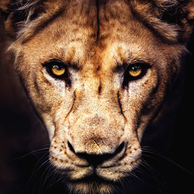 Lioness/Lion Lina Inverse