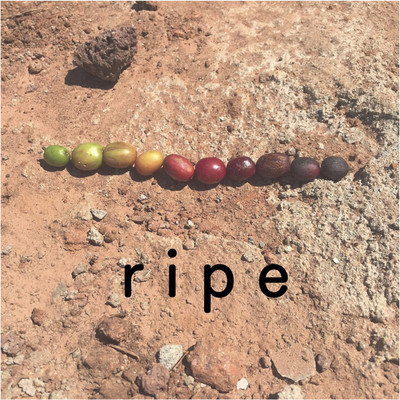 ripe/MEISHI