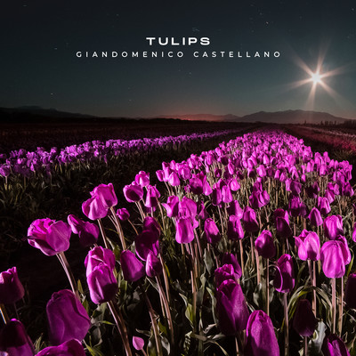 Tulips/Giandomenico Castellano