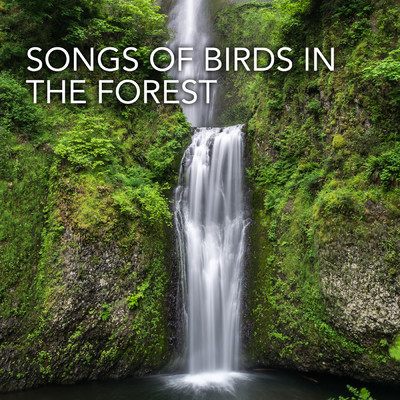 Songs Of Birds In The Forest/IASONAS