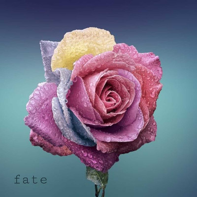 アルバム/fate/高山華奈