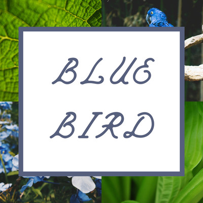 アルバム/Blue Bird/Sian Sison