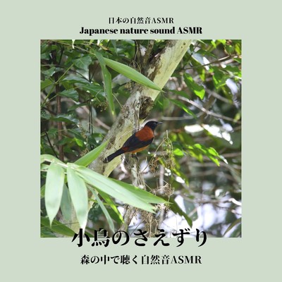 小鳥のさえずり-癒やしの自然音-/日本の自然音ASMR