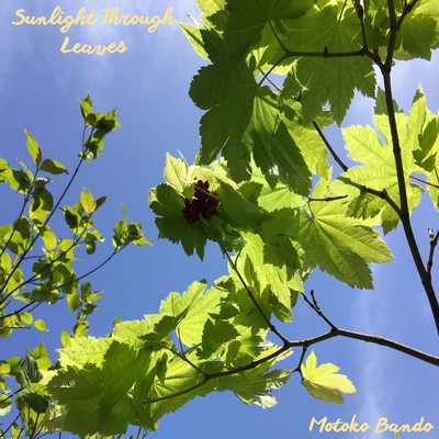 シングル/Sunlight Through Leaves/Motoko Bando