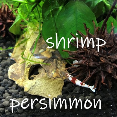 shrimp/パーシモン
