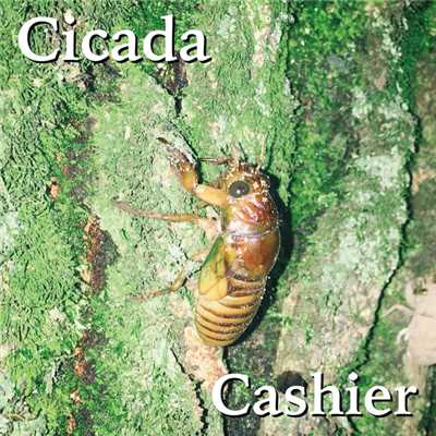 アルバム/Caicada/Cashier