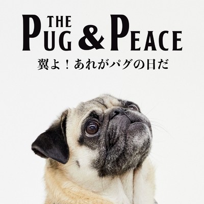 ALL YOU NEED IS PUG/The Pug & Peace