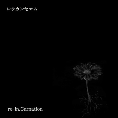 シングル/レウカンセマム/re-in.Carnation