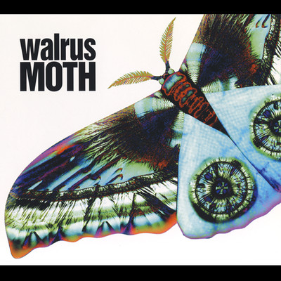 アルバム/MOTH/WALRUS