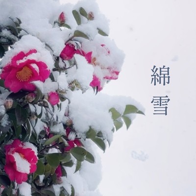 シングル/綿雪/Masako MUSICA