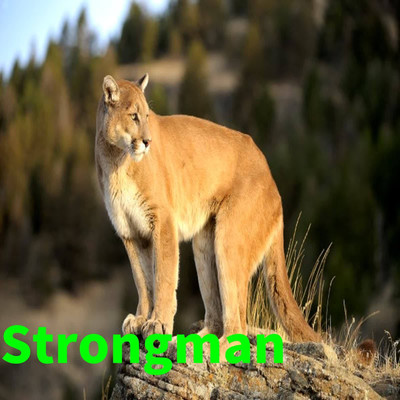 シングル/Strongman/Kangaroo
