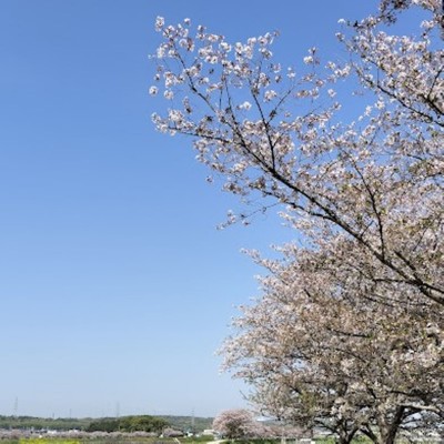 シングル/桜、咲く 空の青/Hatta Zero