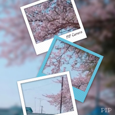 錯乱の桜/卯咲レモンジ