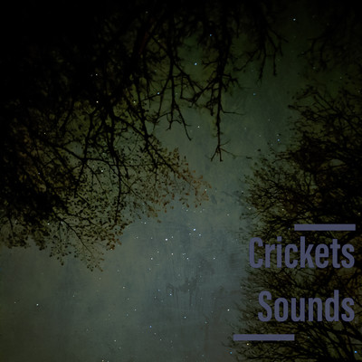 Bugs Night/Forest Sounds