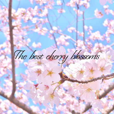 The best cherry blossoms/HOT PROMPT
