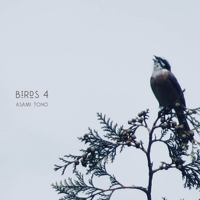 アルバム/Birds 4/Asami Tono