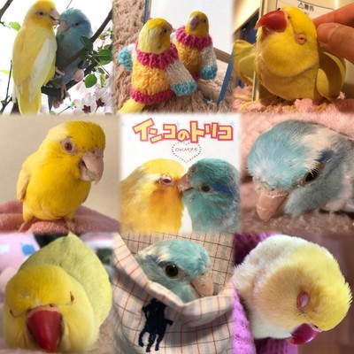 Happy Birds' Day to You/OKAMEN75