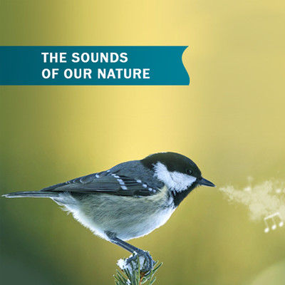 Great Tit - On The Way To The Coffeeshop/Birds and Sounds of Our Nature