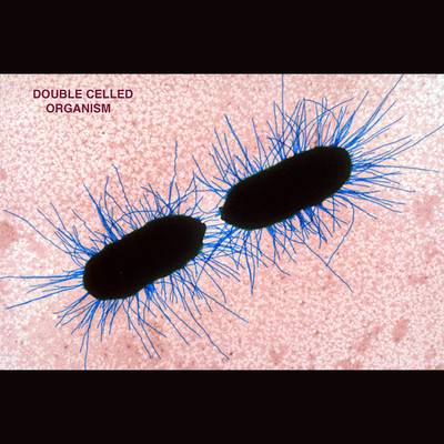 Celeste/Double Celled Organism