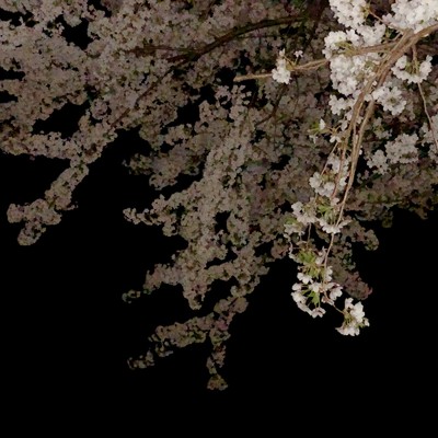 桜を放つ/SORASO
