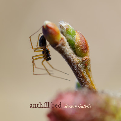 anthill bed/Rowan Guthrie