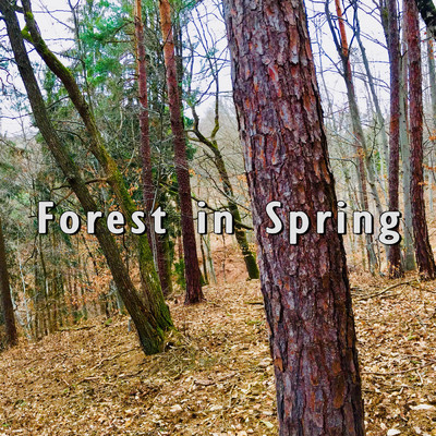 Forest in Spring/AmbientSounds