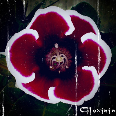 Gloxinia/Aliceleese