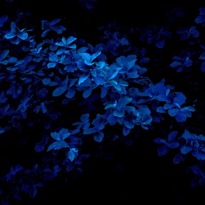 シングル/Blue Light/Tomoya Tanaka