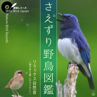 ベニマシコ - 野鳥のさえずり・癒しの自然音(Wild Bird Japan feat. Field Recording Lab)/Wild Bird Japan