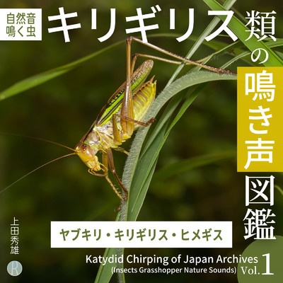 キリギリス類の鳴き声図鑑 Vol.1 ヤブキリ・キリギリス・ヒメギス [自然音・鳴く虫]/上田秀雄