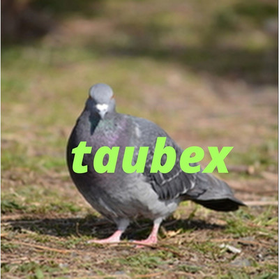 first/taubex