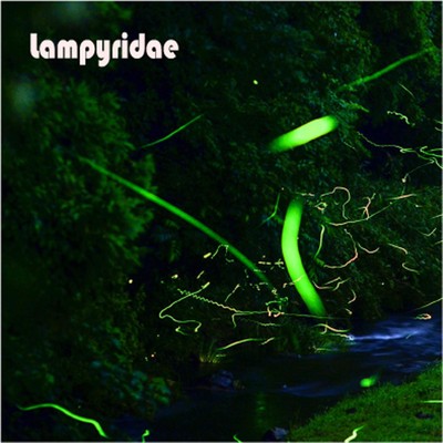 Lampyridae/Lampyridae
