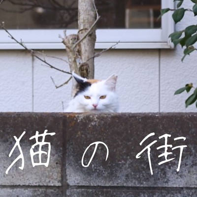 猫の街/青屋夏生