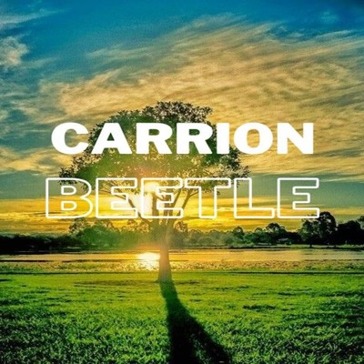 CARRION BEETLE/Allison