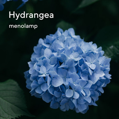Hydrangea/menolamp