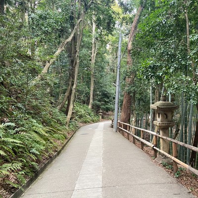 Bamboo forest/nakaka