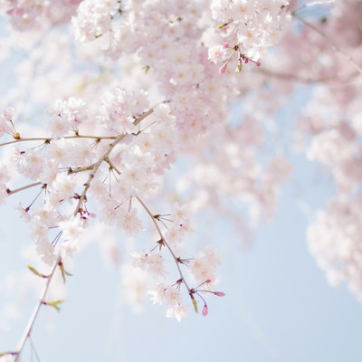 spring with cherry blossoms/Pring