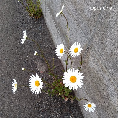 Opus One/堀八百