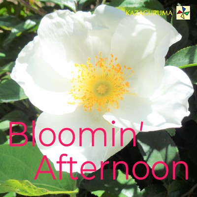Bloomin' Afternoon/KAZAGURUMA
