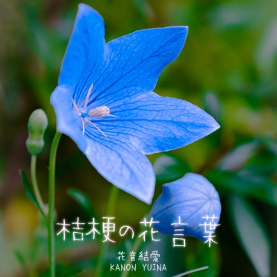 アルバム/桔梗の花言葉/花音結愛