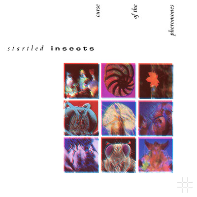 シングル/Moho/Startled Insects