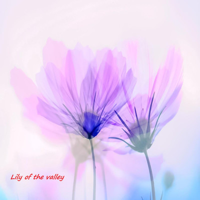 Lily of the valley/プルメリア