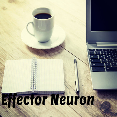 アルバム/Effector Neuron/Fastigial cortex