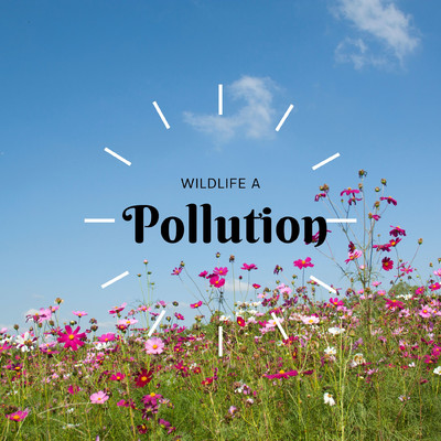 Pollution/Wildlife A