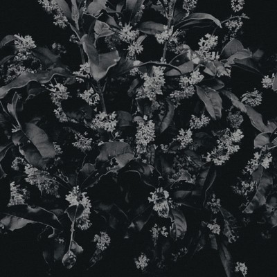 Gardenia/iwamizu