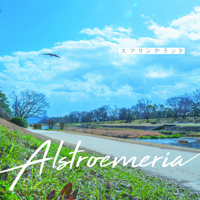 Alstroemeria/スプリングランド