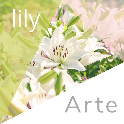 アルバム/lily/Arte