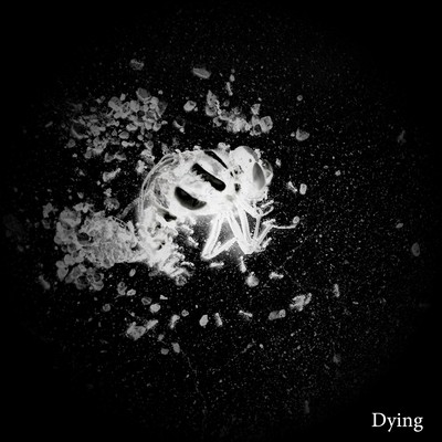 アルバム/Dying/S_R