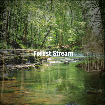 Forest River/Forest Sounds, Nature Field Sounds & Nature Noise